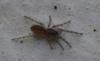 Segestria sp.